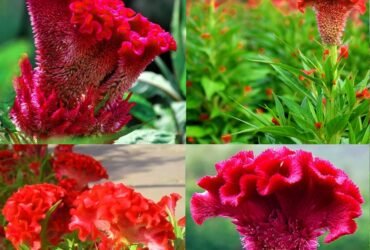 Giá hạt giống Hoa Màu Gà Búa