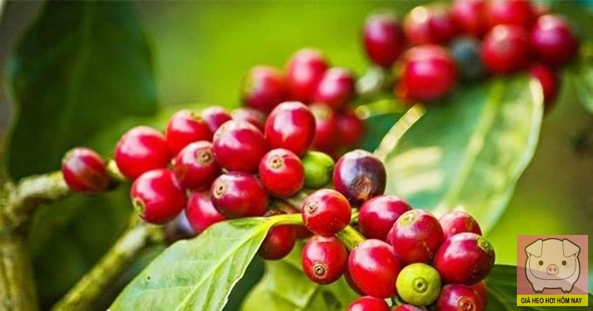 giá cà phê hôm nay 19/4/2025, giá cà phê hôm nay, giá cà phê trong nước, giá cà phê thế giới