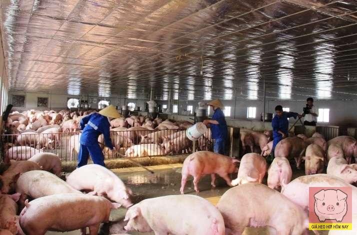giá heo hơi, lợi nhuận chăn nuôi, Dabaco, BAF, Hoàng Anh Gia Lai, lợi nhuận ngành chăn nuôi