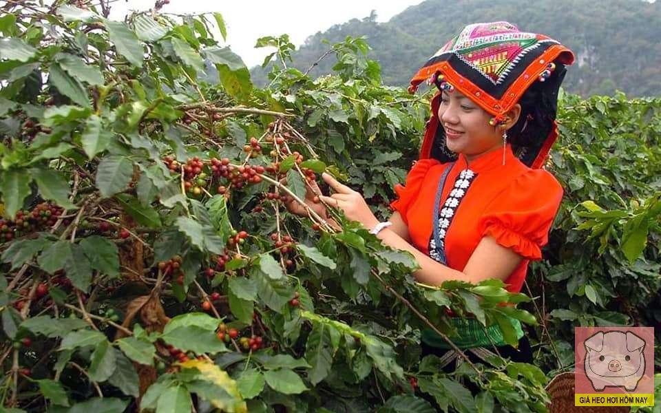Thủ phủ cà phê mới, Lâm Đồng, Đắk Lắk, diện tích cà phê, xuất khẩu cà phê Việt Nam