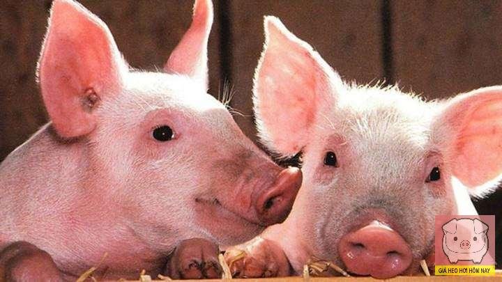 Giá heo hơi 30/5/2025, thị trường heo hơi, dịch tả heo châu Phi, giá heo hôm nay, Nghệ An tiêu hủy heo bệnh